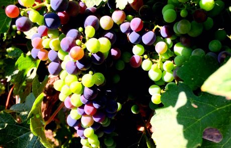 הענבים שיניבו את יין פארס 188 החדש